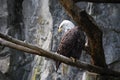 Beautiful Feathers on a Bald Eagle Royalty Free Stock Photo