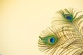 Beautiful feathers from a peacock`s tail on an isolated pastel light yellow background Royalty Free Stock Photo