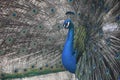 Beautiful Feathers and Plummage on a Blue Peacock Royalty Free Stock Photo