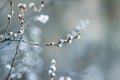 Beautiful feathery branches of a willow blossomed