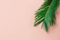 Beautiful feathery green palm leaf on light pink wall background. Summer tropical creative concept. Urban jungle Royalty Free Stock Photo