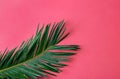 Beautiful feathery green palm leaf on vibrant fuchsia pink wall background. Summer tropical creative concept. Urban jungle