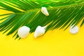 Beautiful feathery green palm leaf white sea shells on yellow wall background. Summer tropical nautical creative concept