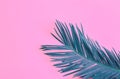 Beautiful feathery teal palm leaf on vibrant neon pink background. Summer tropical creative concept. Urban jungle houseplants