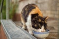 Beautiful feline cat eating on a metal bowl. Cute domestic anima Royalty Free Stock Photo