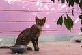 Beautiful feline cat eating on a metal bowl. Cute domestic animal Royalty Free Stock Photo