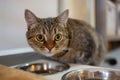 Beautiful feline cat eating on a metal bowl. Cute domestic animal. Royalty Free Stock Photo