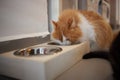 Beautiful feline cat eating on a metal bowl. Cute domestic animal. Royalty Free Stock Photo