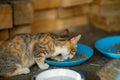 Beautiful feline cat eating on a metal bowl. Cute domestic animal Royalty Free Stock Photo