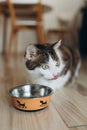 Beautiful feline cat eating on a metal dog bowl. Cute domestic animal. House comfort concept, indoor. Cope space. Royalty Free Stock Photo