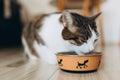 Beautiful feline cat eating on a metal dog bowl. Cute domestic animal. House comfort concept, indoor. Cope space. Royalty Free Stock Photo