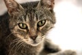 Beautiful feline cat at home. Domestic animal, Cat face with beautiful eyes close up portrait Royalty Free Stock Photo