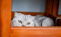 Beautiful feline cat at home. Domestic animal. The cat hid under the table