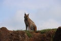 Beautiful feline lynx silent stealthy fangs claws