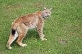 Beautiful feline lynx silent stealthy fangs claws