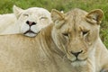 Beautiful femail african lion with a white lioness leaning on her back Royalty Free Stock Photo