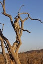 A beautiful Female African Leopard, Panthera pardus, up a dead tree trunk Royalty Free Stock Photo