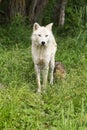 Arctic wolf pup following mom in the lush green grass Royalty Free Stock Photo