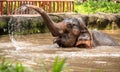 Beautiful female asian elephant, Elephas maximus, taking a bath. Royalty Free Stock Photo