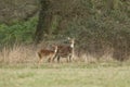 A beautiful female Axis Deer, Cervus axis, with her cute fawn feeding in a field at the edge of woodland.