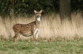 A beautiful female Axis Deer, Cervus axis, standing in a field at the edge of woodland.