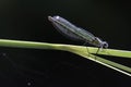 Beautiful Female Banded Demoiselle damselfly