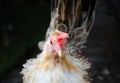 Beautiful female bantam chicken in close up. Royalty Free Stock Photo