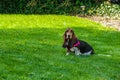Beautiful female basset hound with a long snout and ears wearing a pink harness sitting on a green lawn