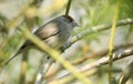 A pretty female Blackcap, Sylvia atricapilla, perched on a branch in a tree.