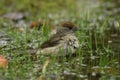 Female blackcap taking a nice cooling bath