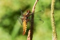 A pretty female Broad-bodied Chaser Libellula depressa perching on a reed. Royalty Free Stock Photo