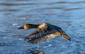 Canvasback female in flight, bathed in last light of day Royalty Free Stock Photo