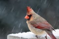 Beautiful Female Cardinal bird perched during snowstorm Royalty Free Stock Photo