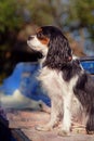 Beautiful female Cavalier King Charles Spaniel is sitting on the vintage bench and posing Royalty Free Stock Photo