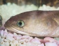 Female Channa striata striped snakehead fish head in close up at a fish tank.