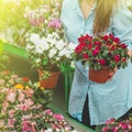 Beautiful female customer smelling colorful blooming flowerpots in the retail store. Royalty Free Stock Photo