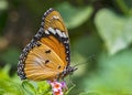 Beautiful Female Danaid Eggfly butterfly