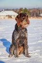 A beautiful female dog of Bohemian Wire-haired Pointing Griffon, korthals griffon, sitting on snow. She has beard full of snow.