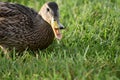 Beautiful female duck in nature mouth open quack