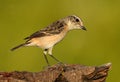 Female Eastern Stonechat Saxicola stejnegeri