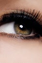 Beautiful female eye with extreme long eyelashes, black liner makeup. Perfect make-up, long lashes. Closeup fashion eyes Royalty Free Stock Photo