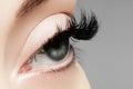 Beautiful female eye with extreme long eyelashes, black liner makeup. Perfect make-up, long lashes. Closeup fashion eyes Royalty Free Stock Photo