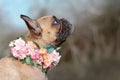 Beautiful female fawn French Bulldog dog with a collar made of roses and other flowers around her neck