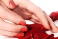 Beautiful female finger nails with red nail closeup on petals. P Royalty Free Stock Photo