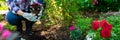 Beautiful female gardener holding a flowering plant ready to be planted in her garden. Gardening concept. Web banner. Royalty Free Stock Photo