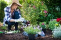 Beautiful female gardener wearing straw hat planting flowers in her garden. Gardening concept. Royalty Free Stock Photo