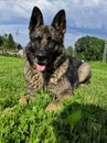 beautiful female german shepherd lying in the grass Royalty Free Stock Photo