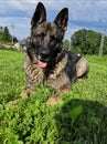 beautiful female german shepherd lying in the grass Royalty Free Stock Photo