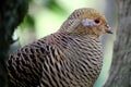 Beautiful Female Golden Pheasant Bird Royalty Free Stock Photo