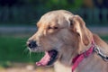 Beautiful female golden retriever dog yawning  in a park, close up Royalty Free Stock Photo